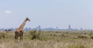 Giraffes in Nairobi National Park 