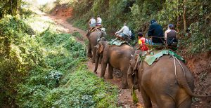 elephants_trekking_in_Thailand