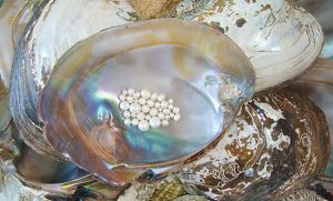 Oyster Pearls