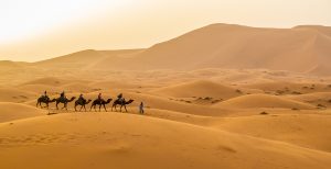 sahara_camel_ride