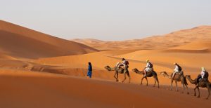 saharan camel hike in Marrakech
