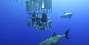 shark_cage_diving