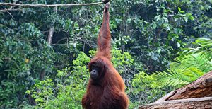 orangutan in the borneo jungle