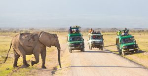 elephant on a safari
