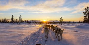 sunset_dog_sled_ride