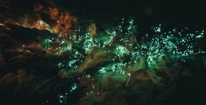 waipu_cave_glowworm
