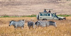 zebras_safari