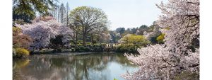 Shinjuku_Gyoen_cherry_blossoms