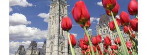 canadian_tulip_spring_festival