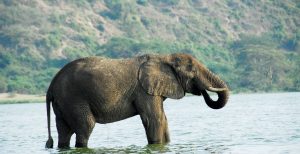 Elephant along the Mountains of the Moon trail