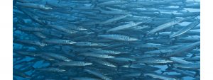 barracudas_Galapagos_scuba