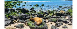 galapagos_island_seals