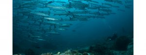 scuba_Barracuda_Point_malaysia