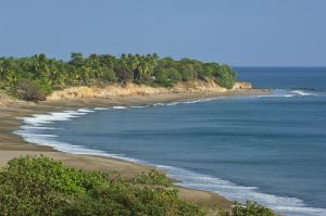 Tree-lined beach coast