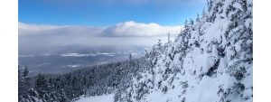 snow_covered_pine_trees_with_blue_skies