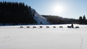 yukon quest