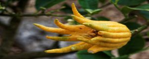 buddhas hand