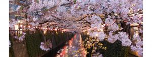 Hanami_spring_festival