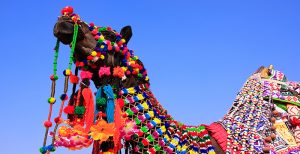 Mr. Desert Festival India