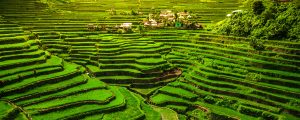 rice terraces in Luzon, Philippines