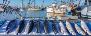 fresh catch in Vancouver, Canada