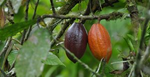 raw cacao