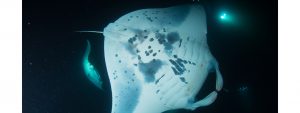 night_scuba_dive_Hawaii_Manta_rays