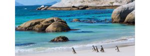 penguins_on_sunny_boulders_beach