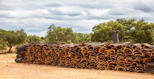 Cork Harvester