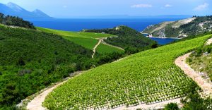 croatian vineyard