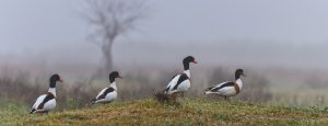 ducks in the Danube Delta