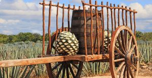 mexican agave tequila